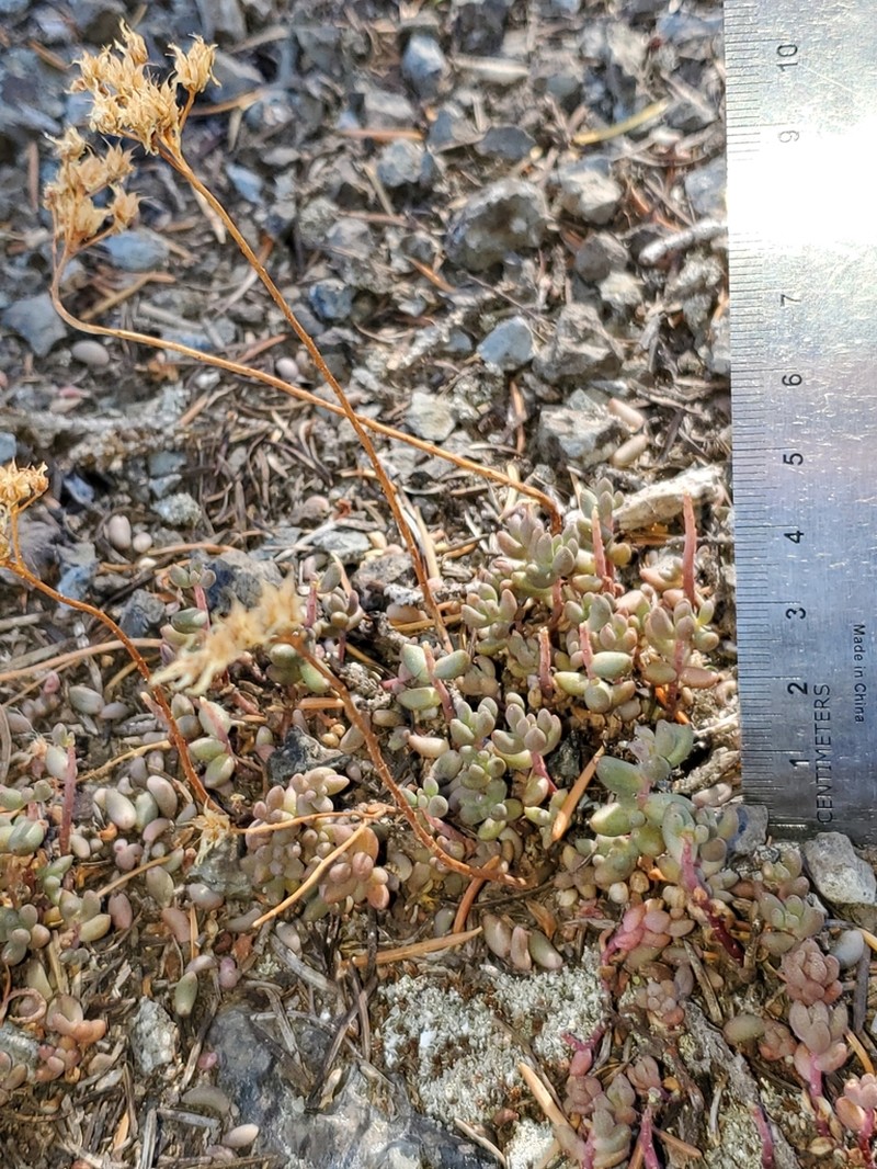 Curvedleaf Stonecrop photo 3