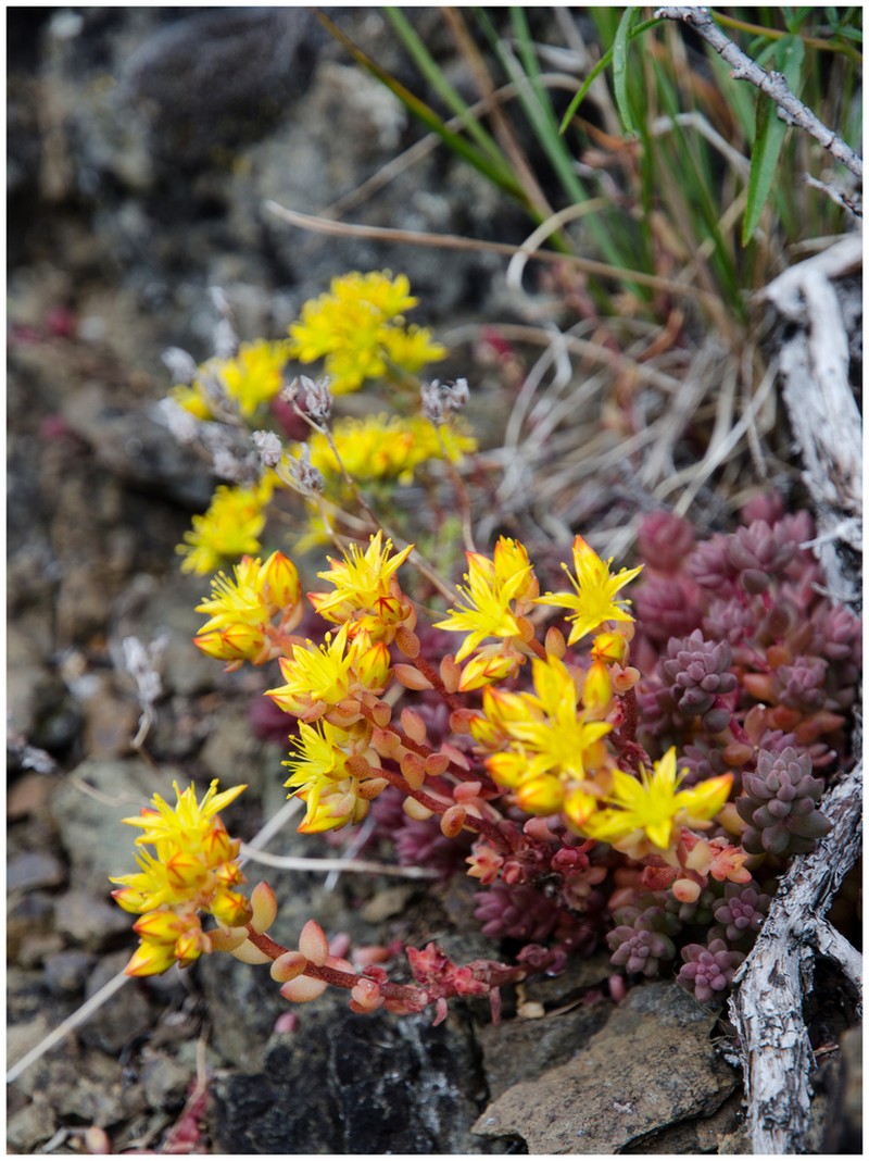 Curvedleaf Stonecrop photo 4
