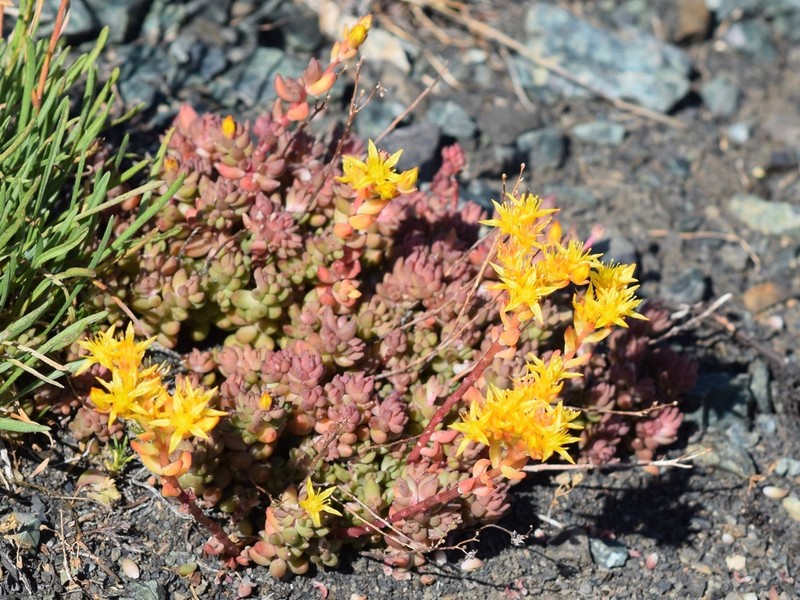 Curvedleaf Stonecrop photo 5