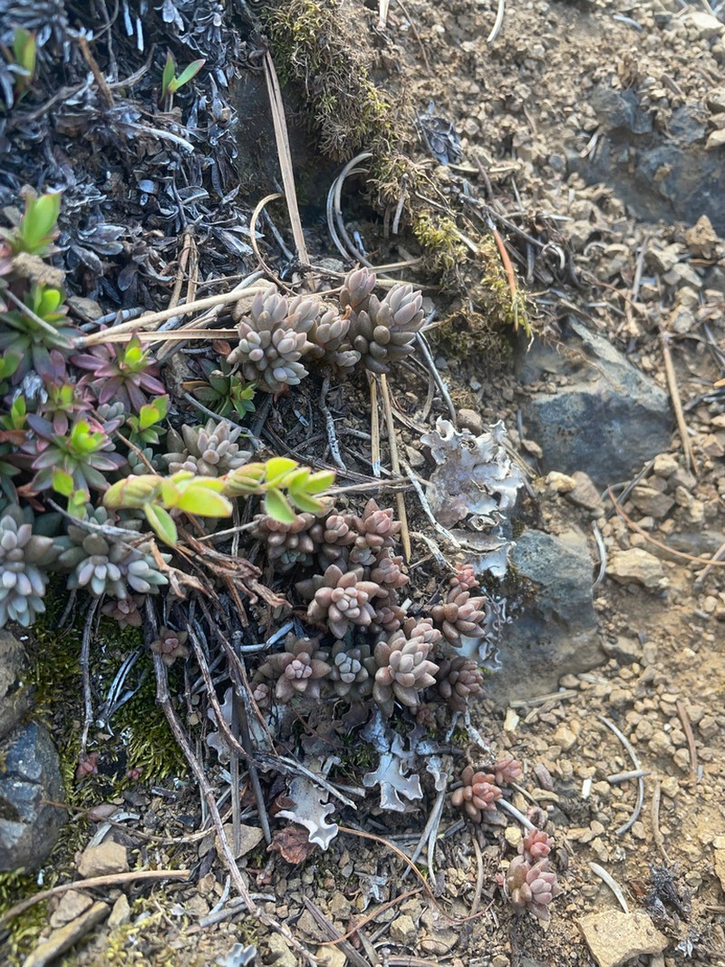 Curvedleaf Stonecrop photo 6