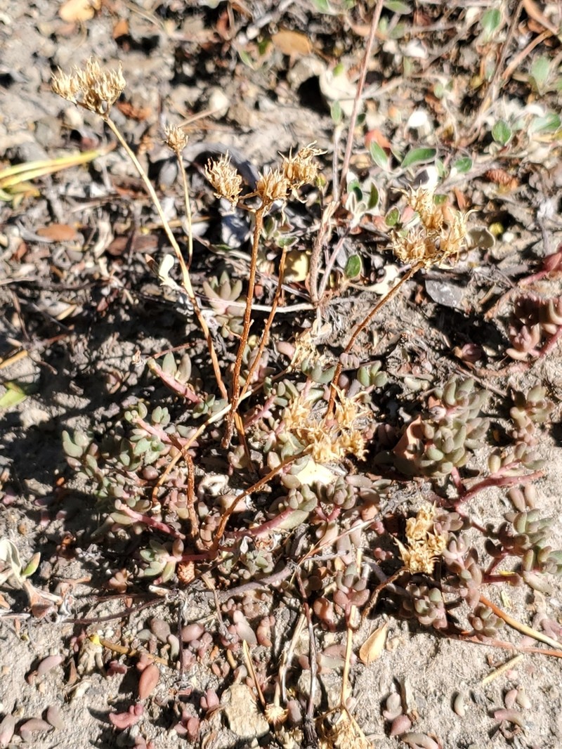 Curvedleaf Stonecrop photo 7