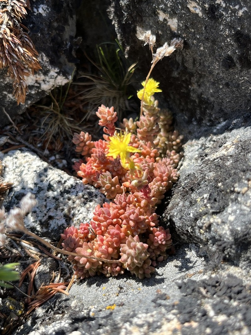 Curvedleaf Stonecrop photo 8