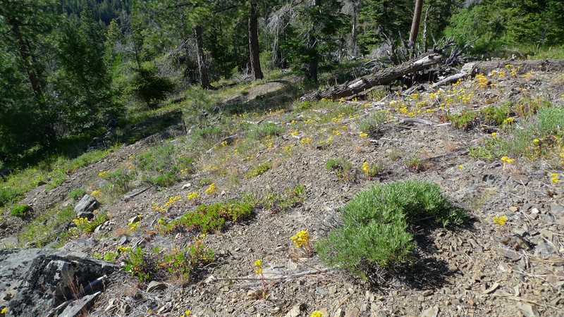 Curvedleaf Stonecrop photo 4
