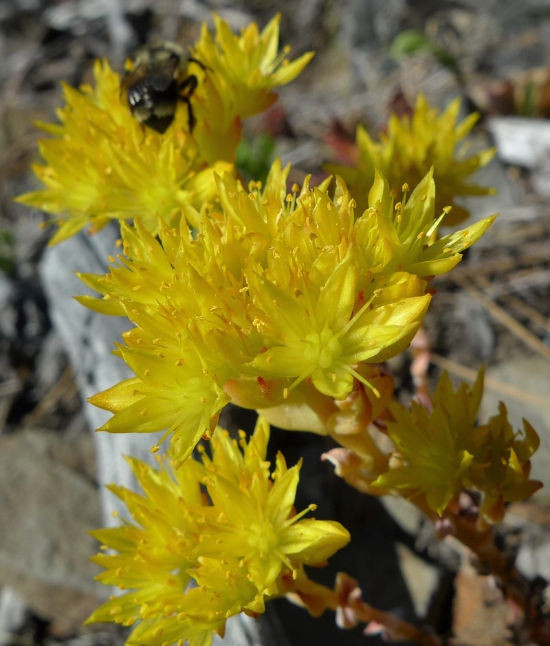 Curvedleaf Stonecrop photo 2
