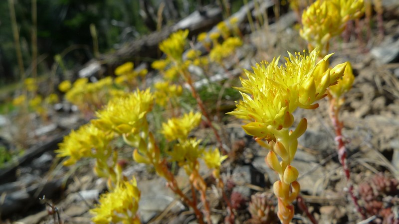 Curvedleaf Stonecrop photo 3