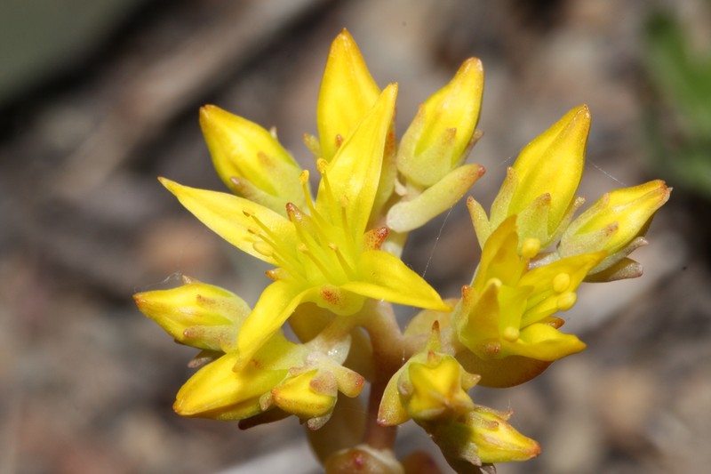 Curvedleaf Stonecrop