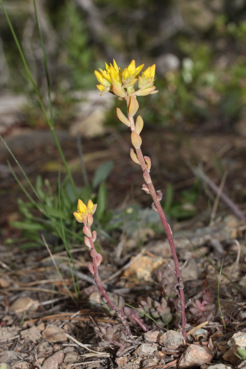 Curvedleaf Stonecrop photo 5
