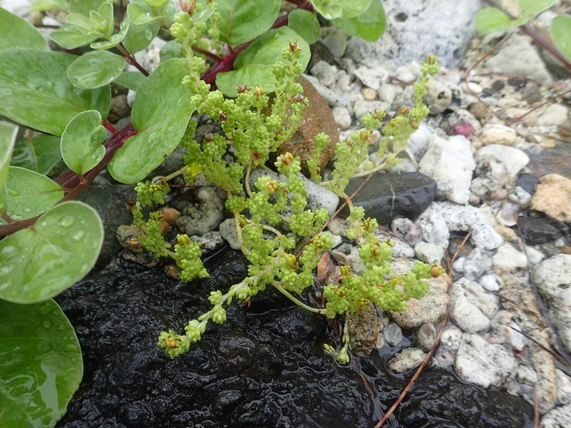 Sedum ryukyuense