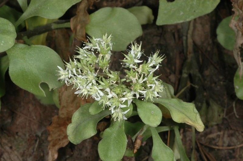 Sedum salazarii