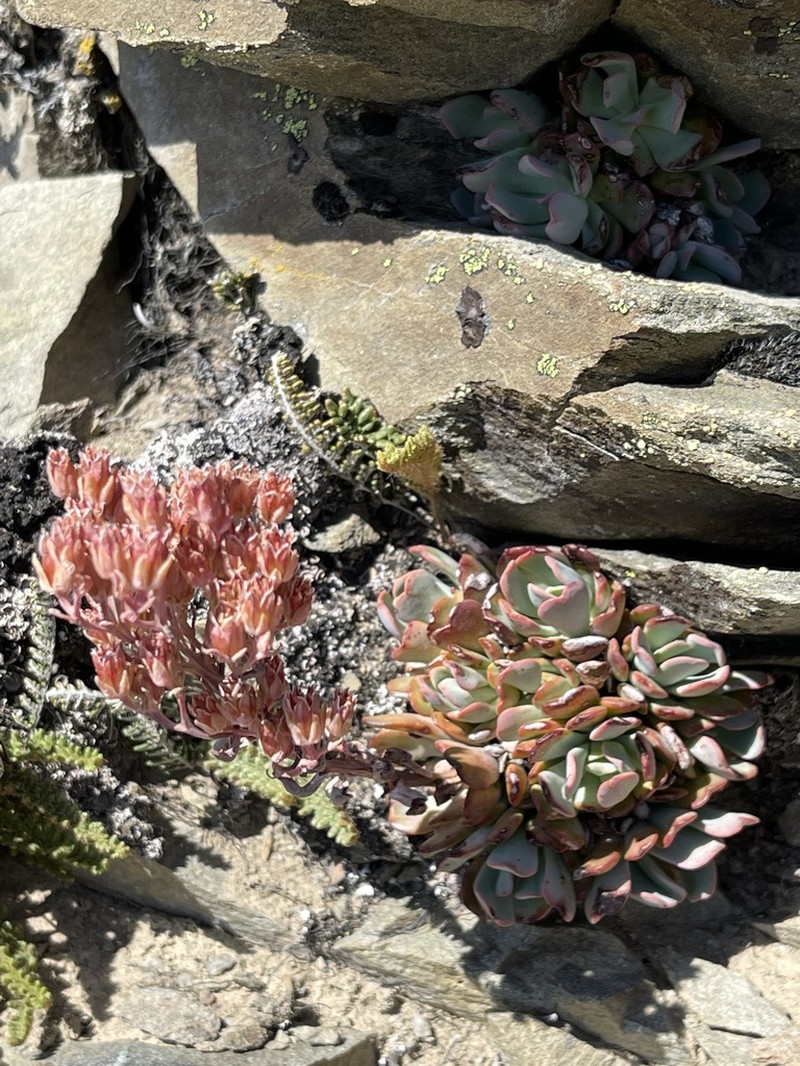 Sedum sanhedrinum photo 2