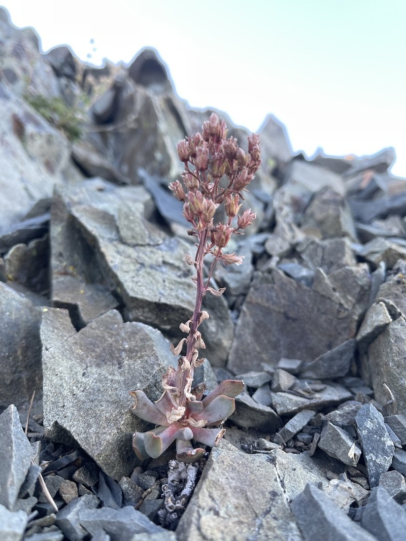 Sedum sanhedrinum photo 3