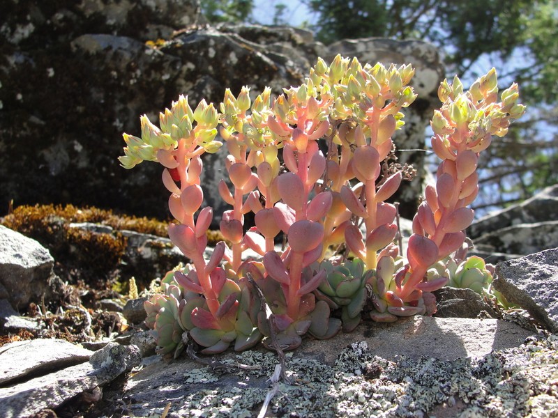 Sedum sanhedrinum photo 5