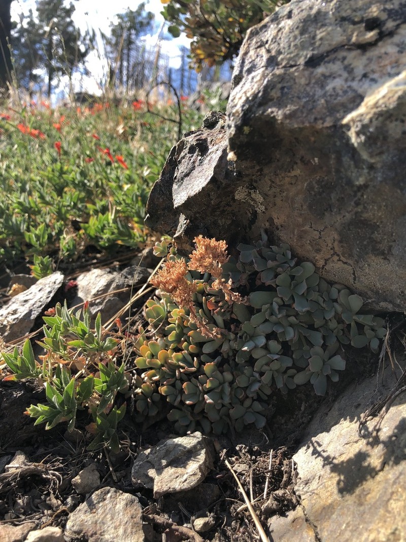 Sedum sanhedrinum photo 6