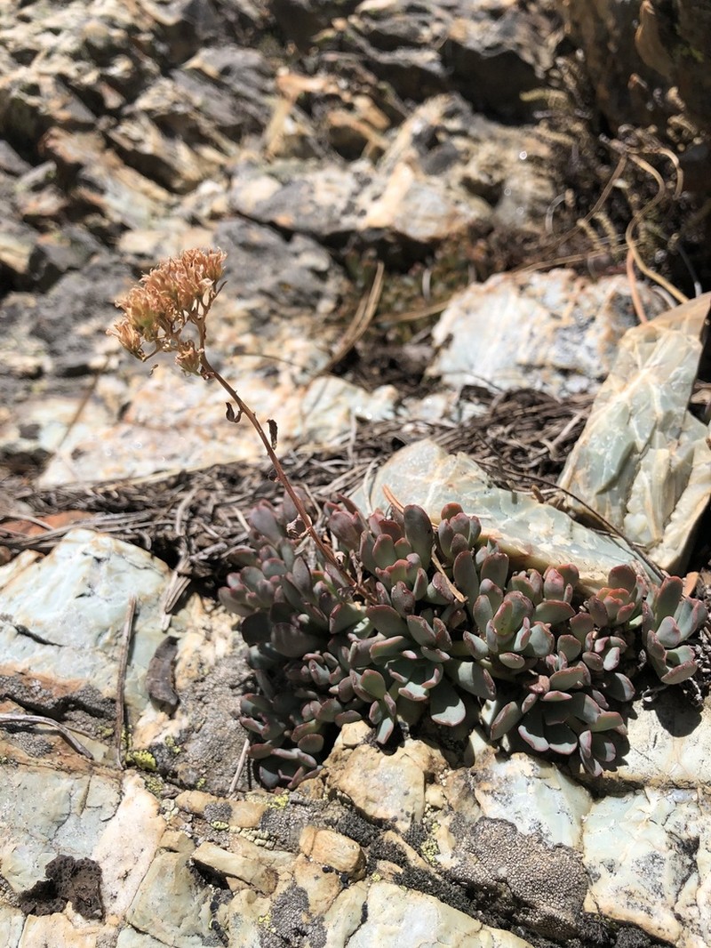 Sedum sanhedrinum photo 7