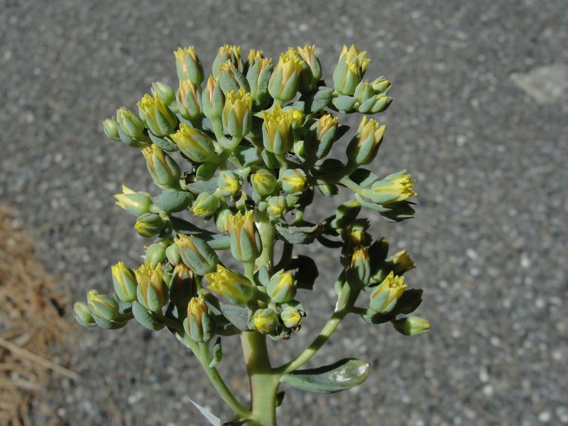 Sedum sanhedrinum photo 8
