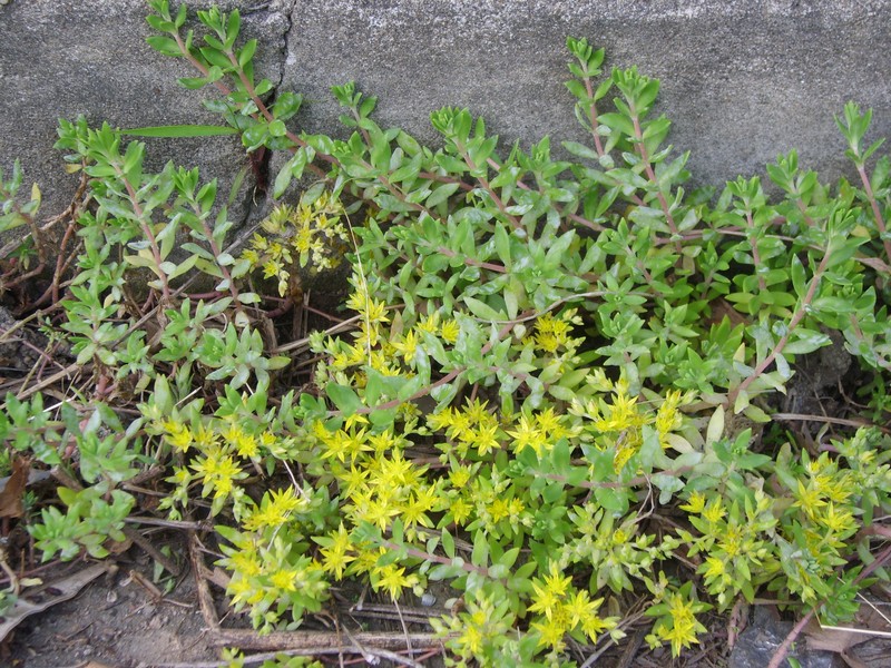 Stringy Stonecrop photo 2