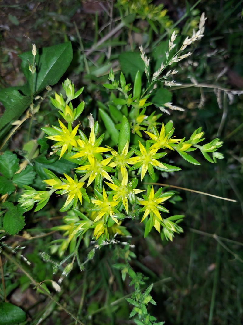 Stringy Stonecrop photo 3