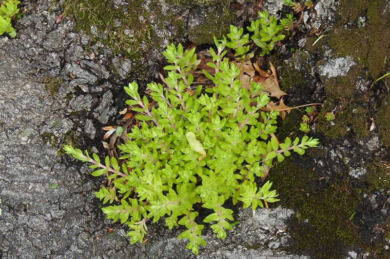 Stringy Stonecrop photo 4