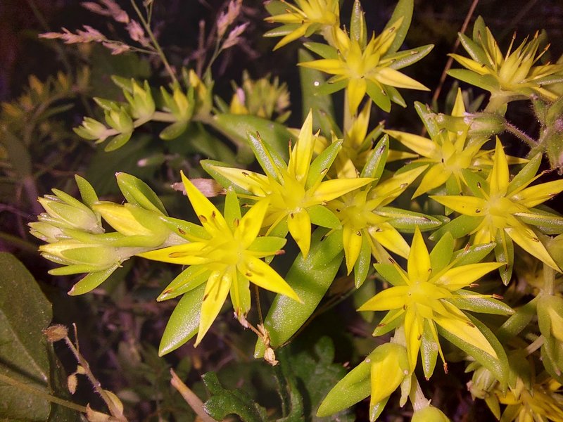 Stringy Stonecrop photo 7