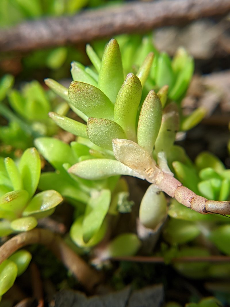 Stringy Stonecrop photo 8