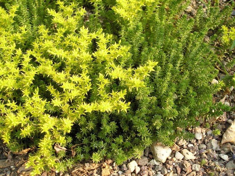 Tasteless Stonecrop