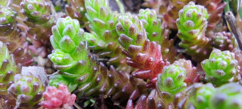 Tasteless Stonecrop photo 2