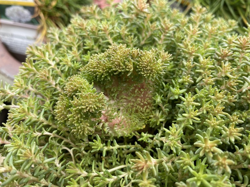 Tasteless Stonecrop photo 3