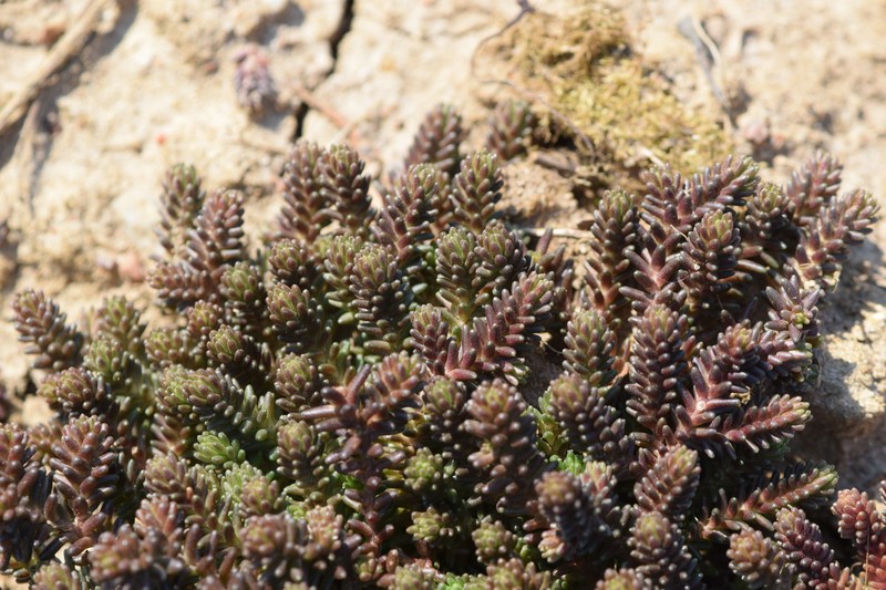 Tasteless Stonecrop photo 4