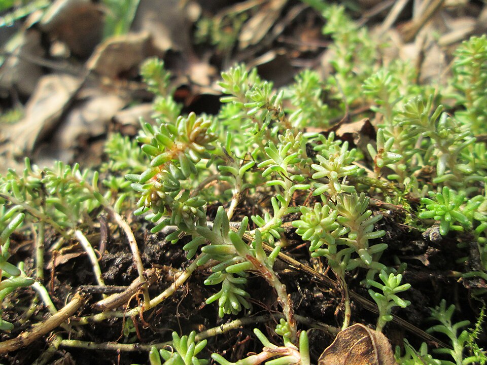 Tasteless Stonecrop photo 5