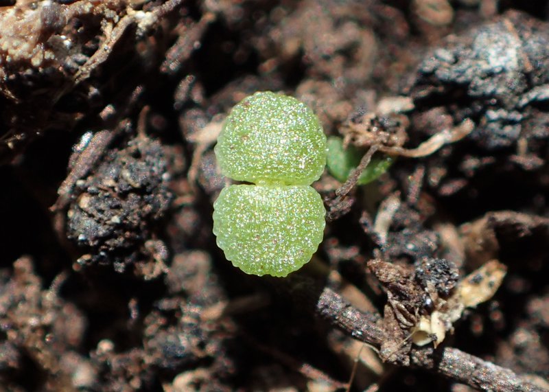 Tasteless Stonecrop photo 6