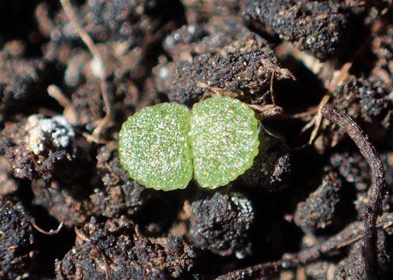 Tasteless Stonecrop photo 7