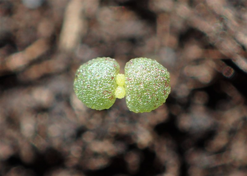 Tasteless Stonecrop photo 8