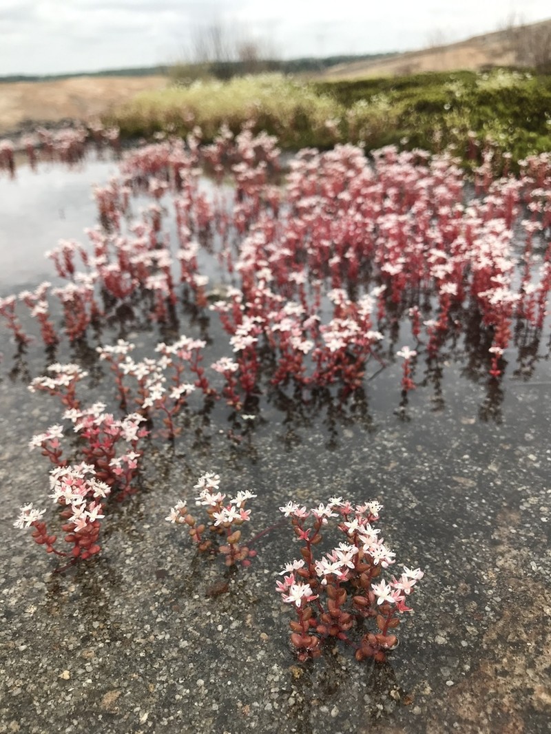 Elf Orpine photo 2