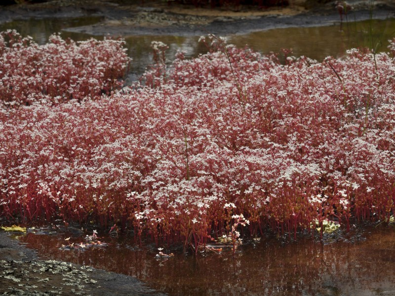 Elf Orpine photo 3