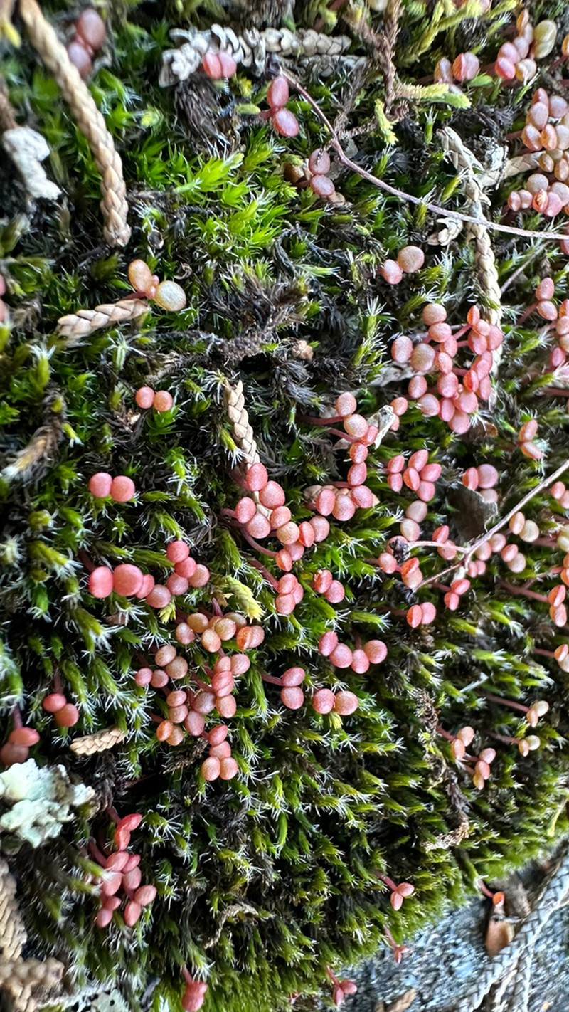 Elf Orpine photo 4