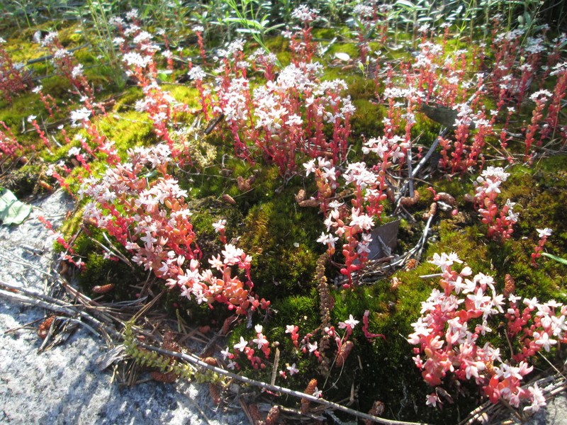 Elf Orpine photo 5