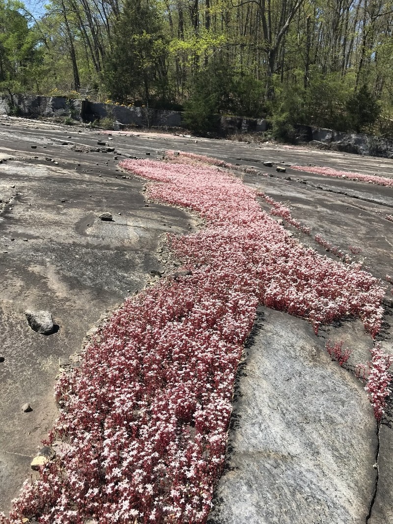 Elf Orpine photo 7