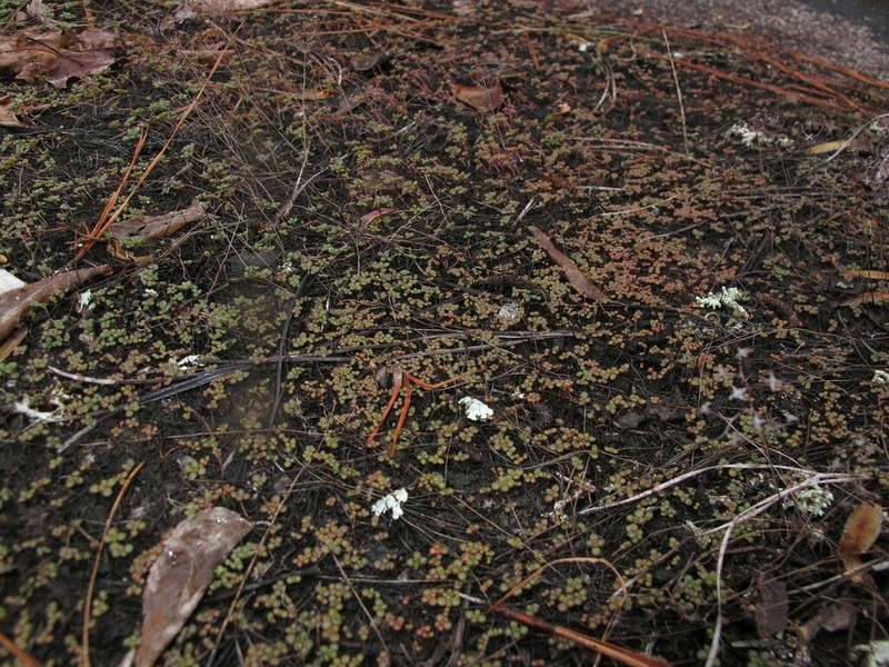 Elf Orpine photo 8