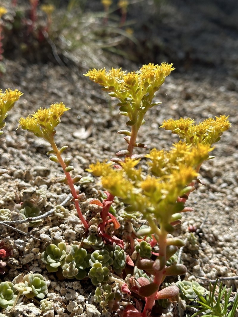 Broadleaf Stonecrop photo 4