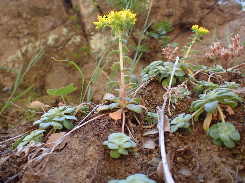 Broadleaf Stonecrop photo 6