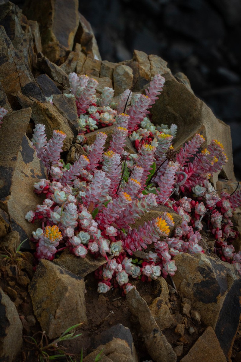 Broadleaf Stonecrop photo 7