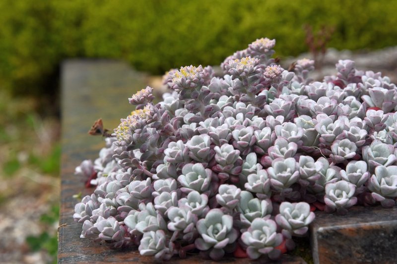 Broadleaf Stonecrop photo 5