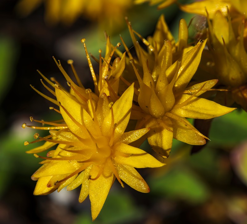 Broadleaf Stonecrop photo 2