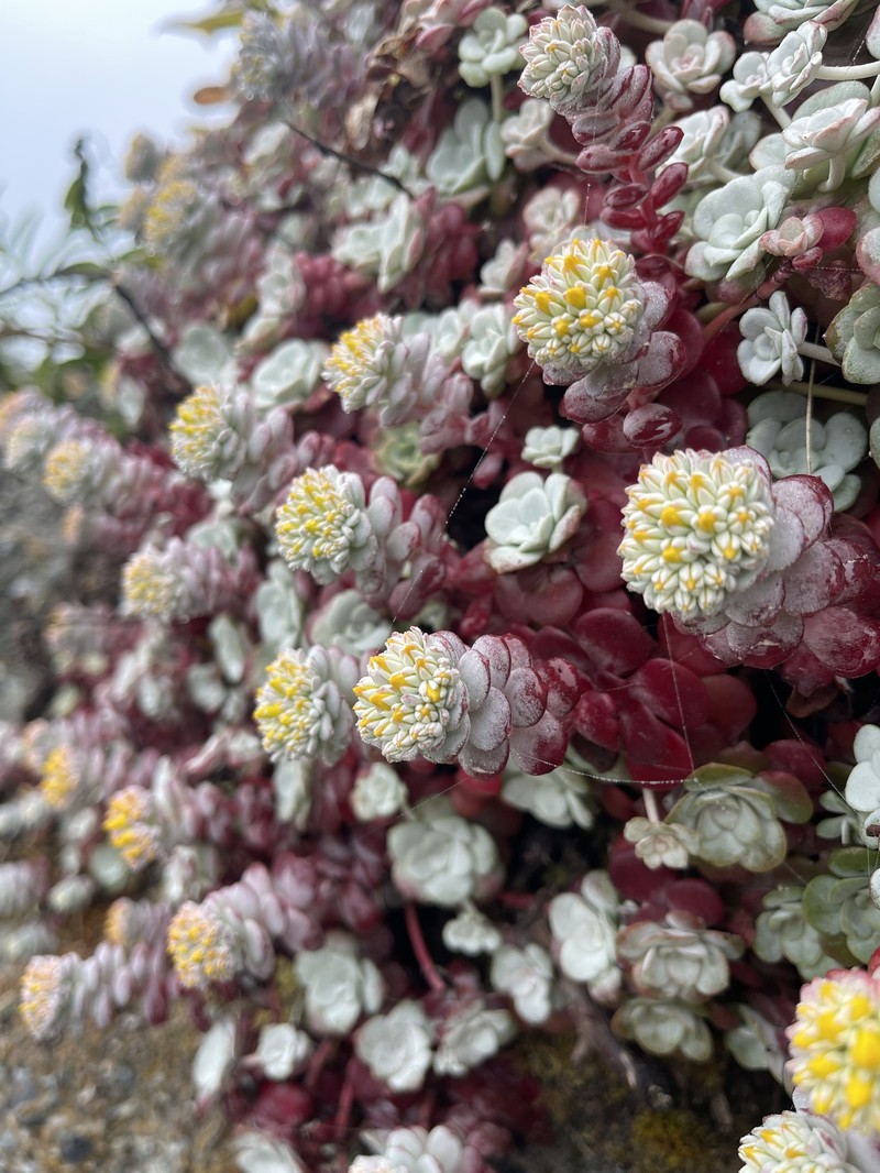 Sedum spathulifolium var. pruinosum