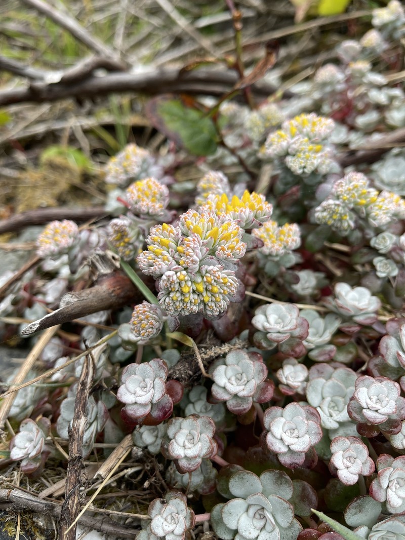 Sedum spathulifolium var. pruinosum photo 2