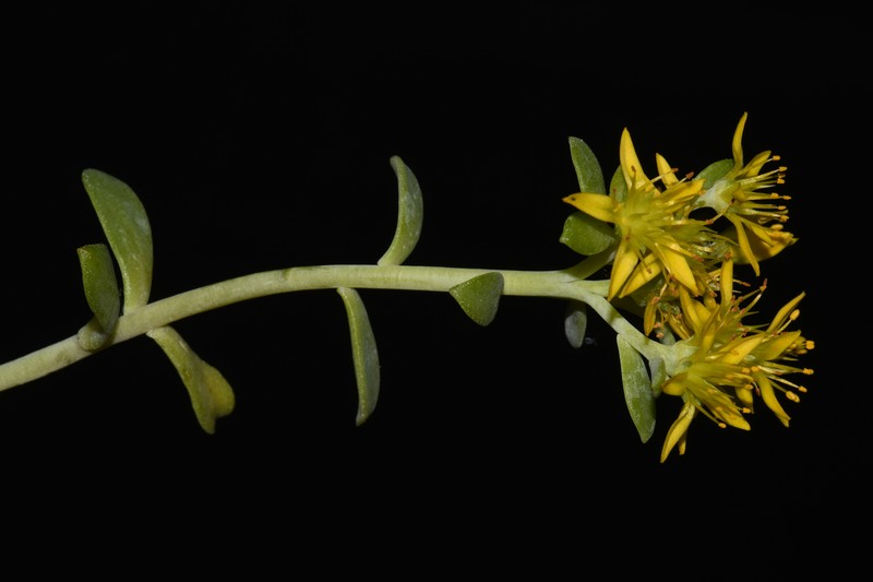 Sedum spathulifolium var. pruinosum photo 3