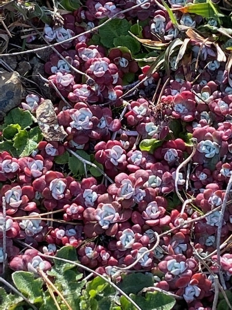 Sedum spathulifolium var. pruinosum photo 4