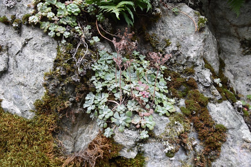 Sedum spathulifolium var. pruinosum photo 5