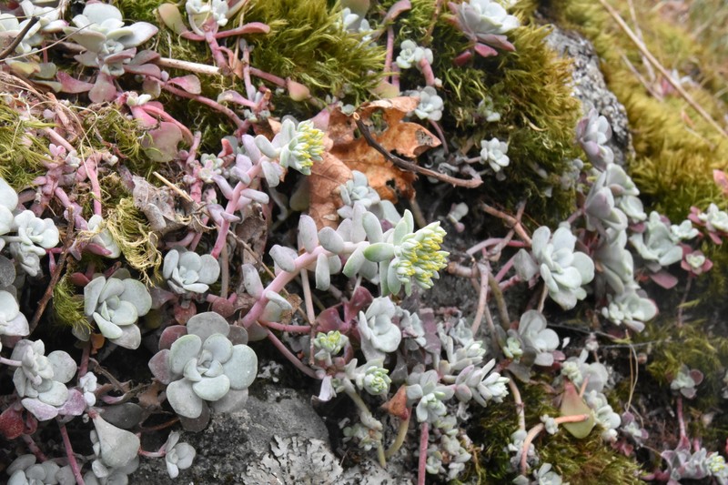 Sedum spathulifolium var. pruinosum photo 6