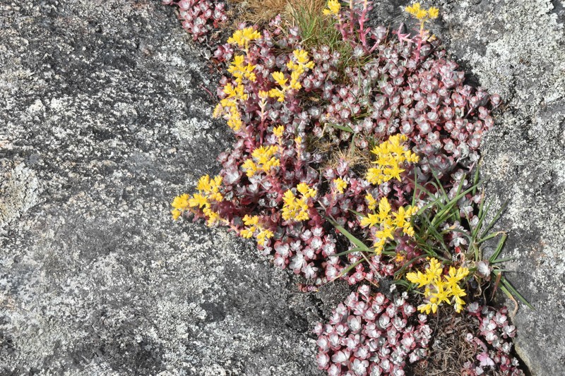 Sedum spathulifolium var. pruinosum photo 7